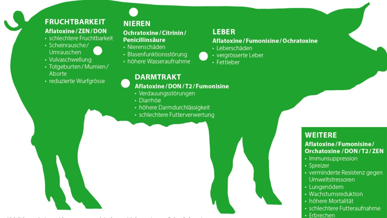 Auswirkungen verschiedener Mykotoxine auf das Schwein