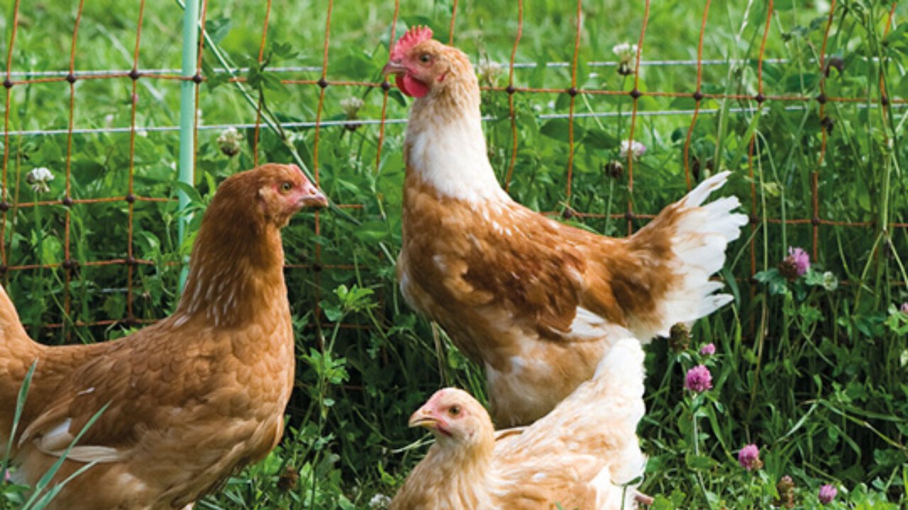 Biosano ist für Hühner einsetzbar