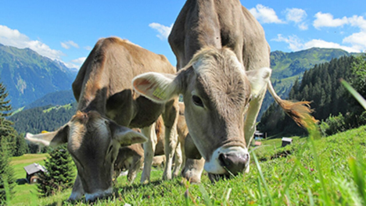 Biosano ist für Rindvieh einsetzbar