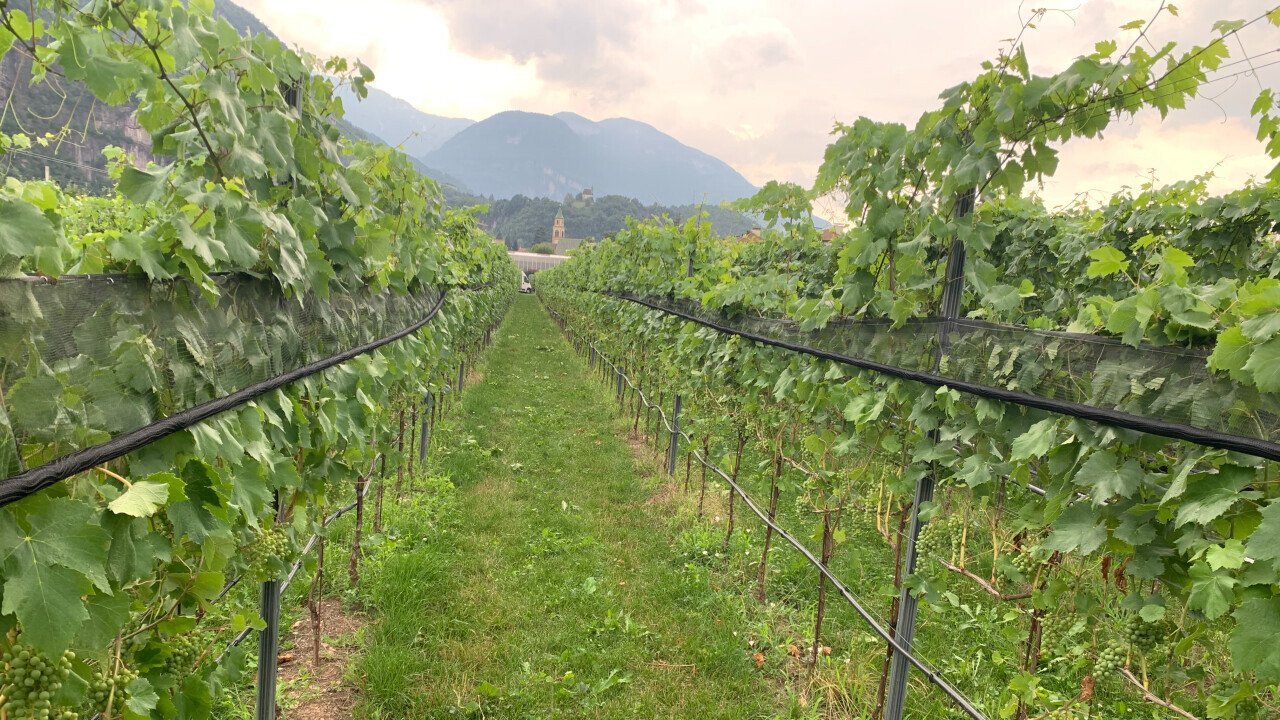 Net system imf vineyard