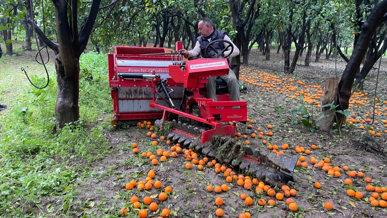 Orangen auflesen