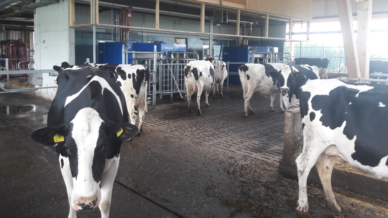 Die Tiergesundheit ist auf Roboterbetrieben enorm wichtig, damit die Kühe selbständig zum Melken gehen. 