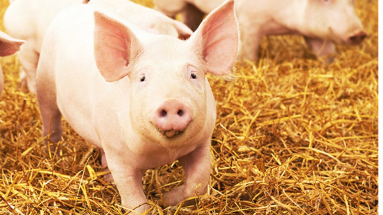Biosano ist für Schweine einsetzbar
