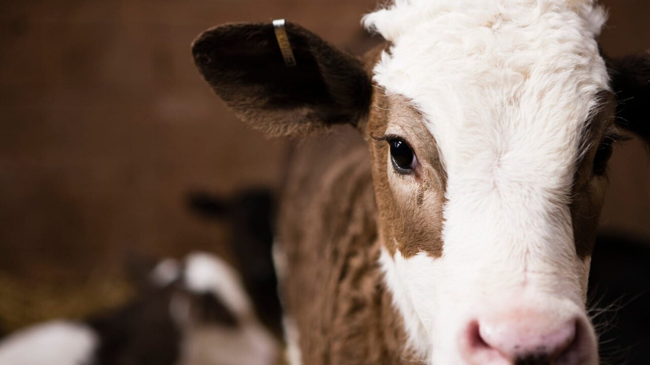 Calf Protector stärkt neugeborene Kälber durch die Supplementierung von mehreren Wirkstoffen.