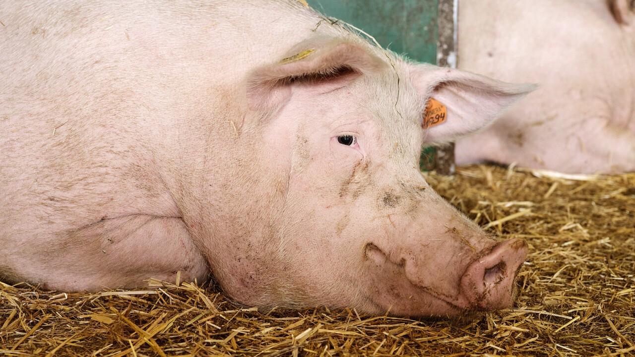 Probleme bei der Geburt können mit einer angepassten Galtfütterung verhindert werden.