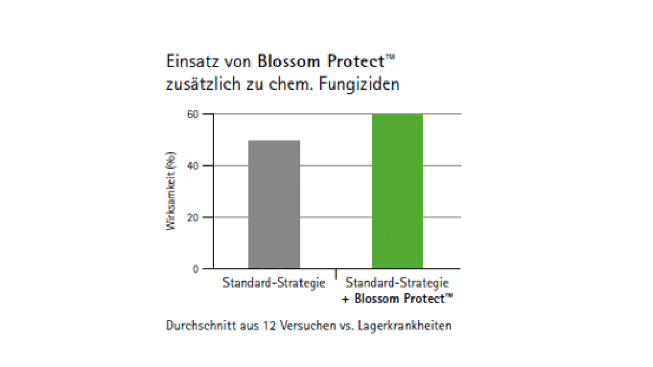 Gut kombinierbar mit chem. Fungiziden