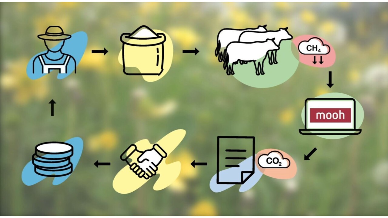 Das mooh-Mitglied verfüttert eine Mischung aus natürlichen Pflanzenextrakten an die laktierenden und/oder Galtkühe. So wird die Fütterungseffizienz verbessert und der Methanausstoss reduziert*. Danach erfasst das mooh Mitglied im Intranet einige wenige Angaben zur Fütterungsperiode und zum Kauf und der Verfütterung der natürlichen Pflanzenextrakte. mooh wandelt über ein nach VCS zertifiziertes Programm die Reduktion der Methan-Emissionen in Klimazertifikate um. Diese Zertifikate werden dann von mooh auf dem internationalen Markt verkauft. Dies ergibt einen Erlös, welcher wiederum als Zuschlag den teilnehmenden mooh-Produzenten ausbezahlt wird.