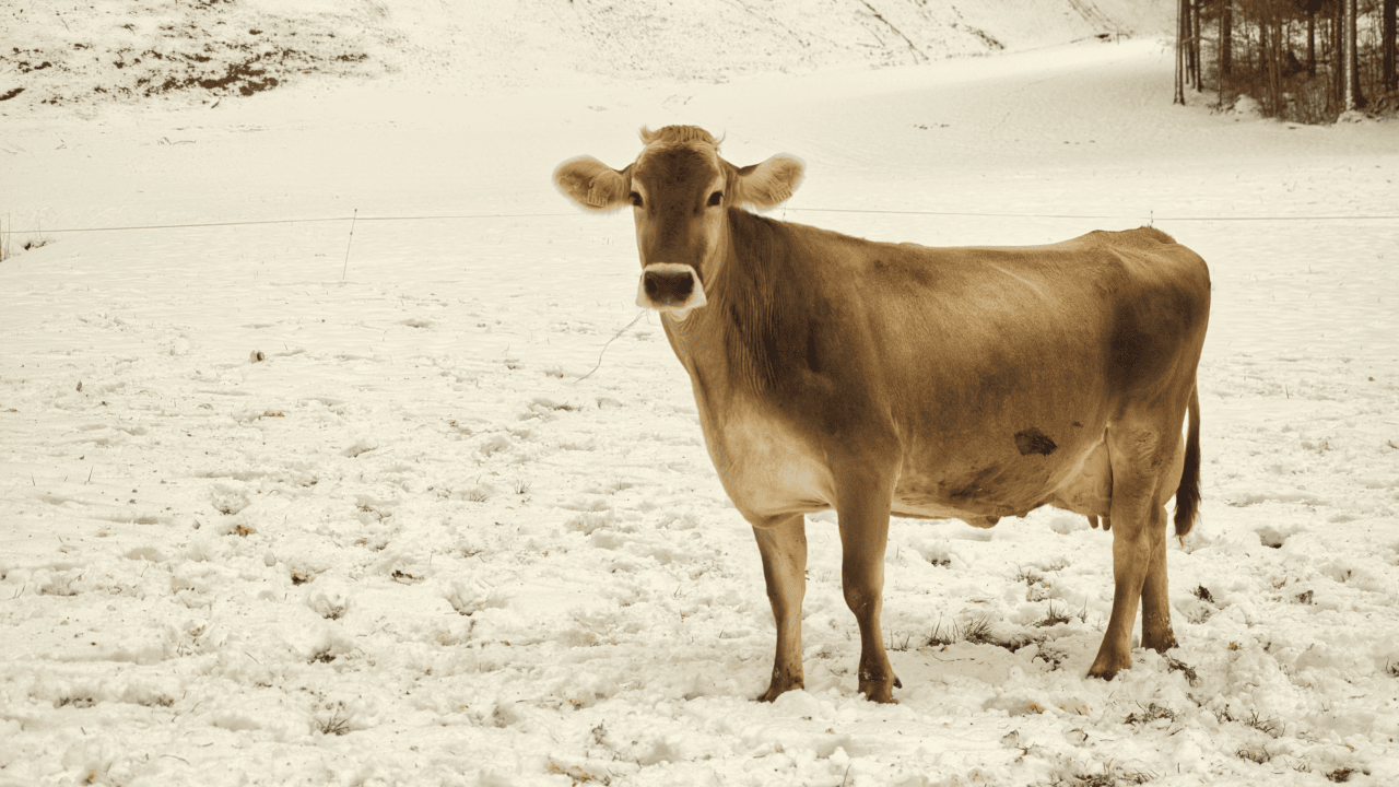 Im Winter und Frühling sinken die Preise primär saisonal bedingt, da es sich um die milchstarke Zeit handelt. Bild: mooh Genossenschaft, Fotograf: Phil Bucher