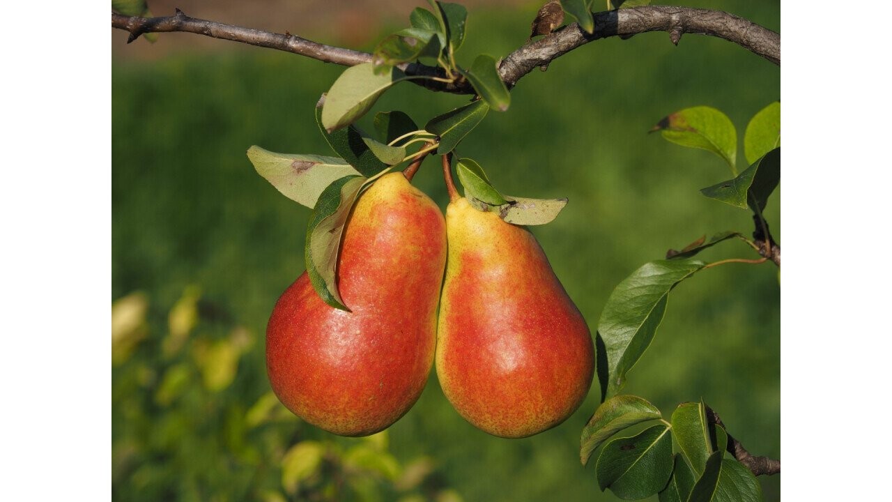 Salsa: outstanding fruit quality