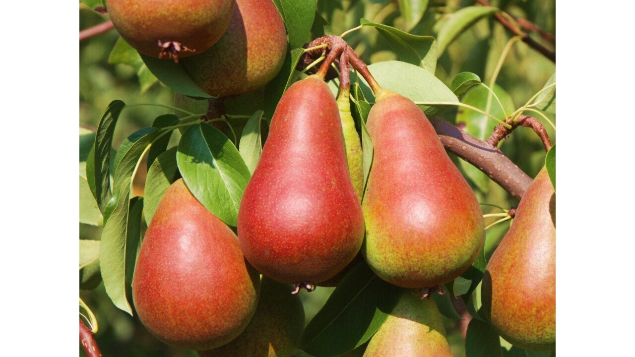 Salsa: Perfectly blushed pear fruit