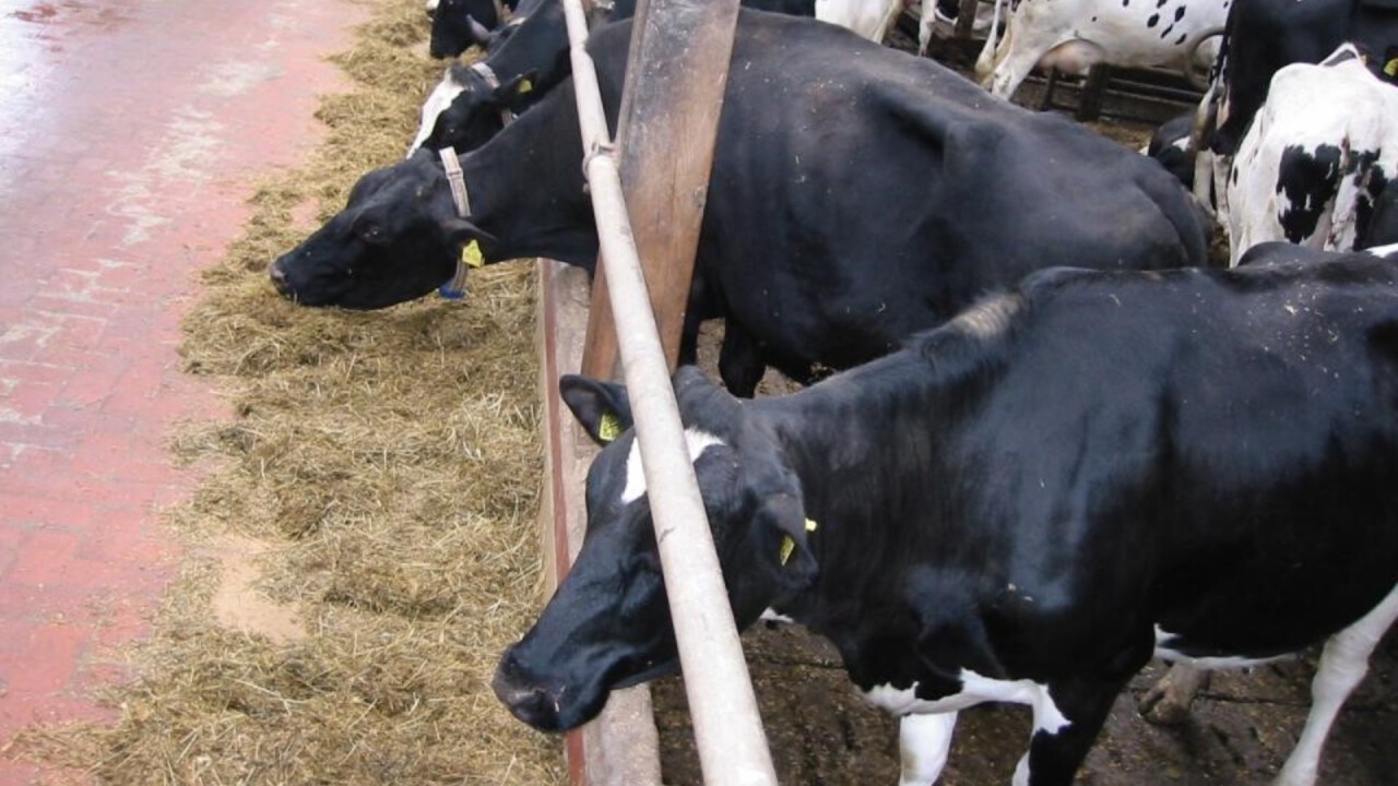 Einfache Massnahmen helfen und ersparen dem Landwirt ärger, weil die Kühe einfacher Leben, den Erwartungen gerecht werden können. 