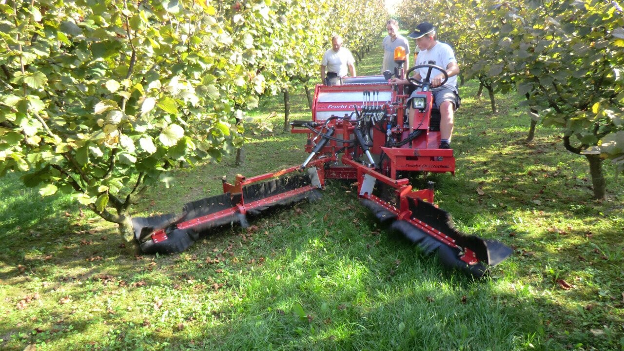 picking walnuts