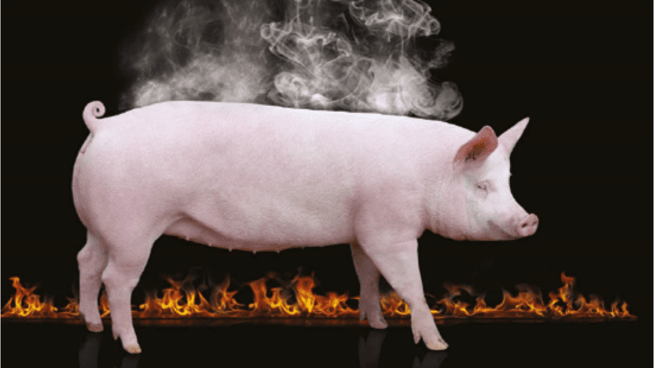 Hitzestress bei Schweinen? Ursachen & Lösungen