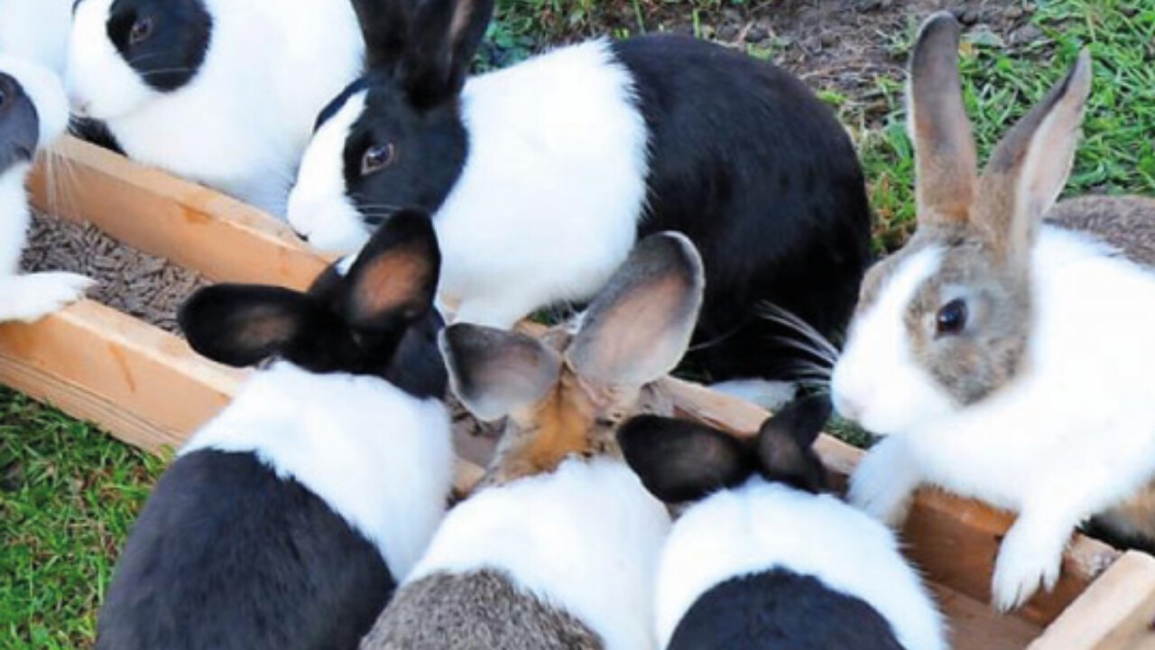 Biosano ist für Kaninchen einsetzbar