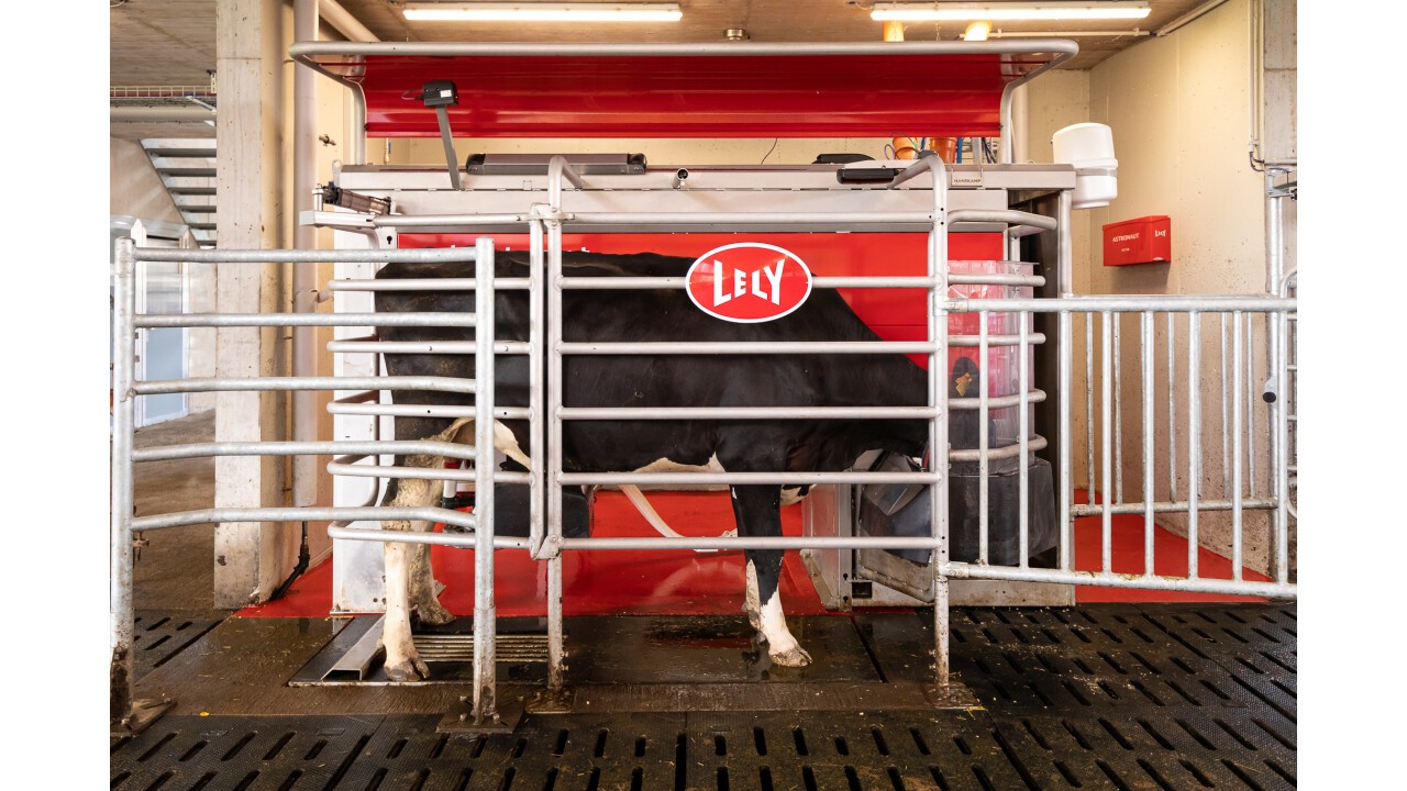 Lely Astronaut A5 mit grosser Melkbox und viel Platz für die Kuh