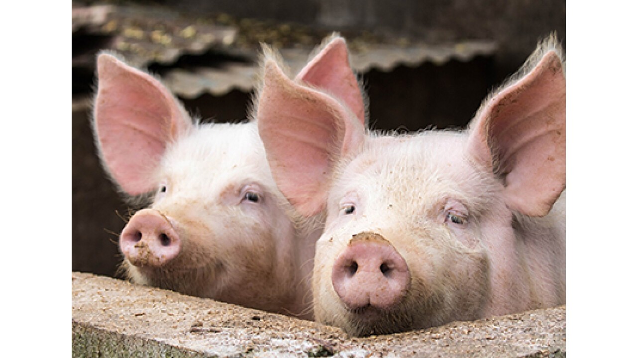 Biosano ist für Schweine einsetzbar