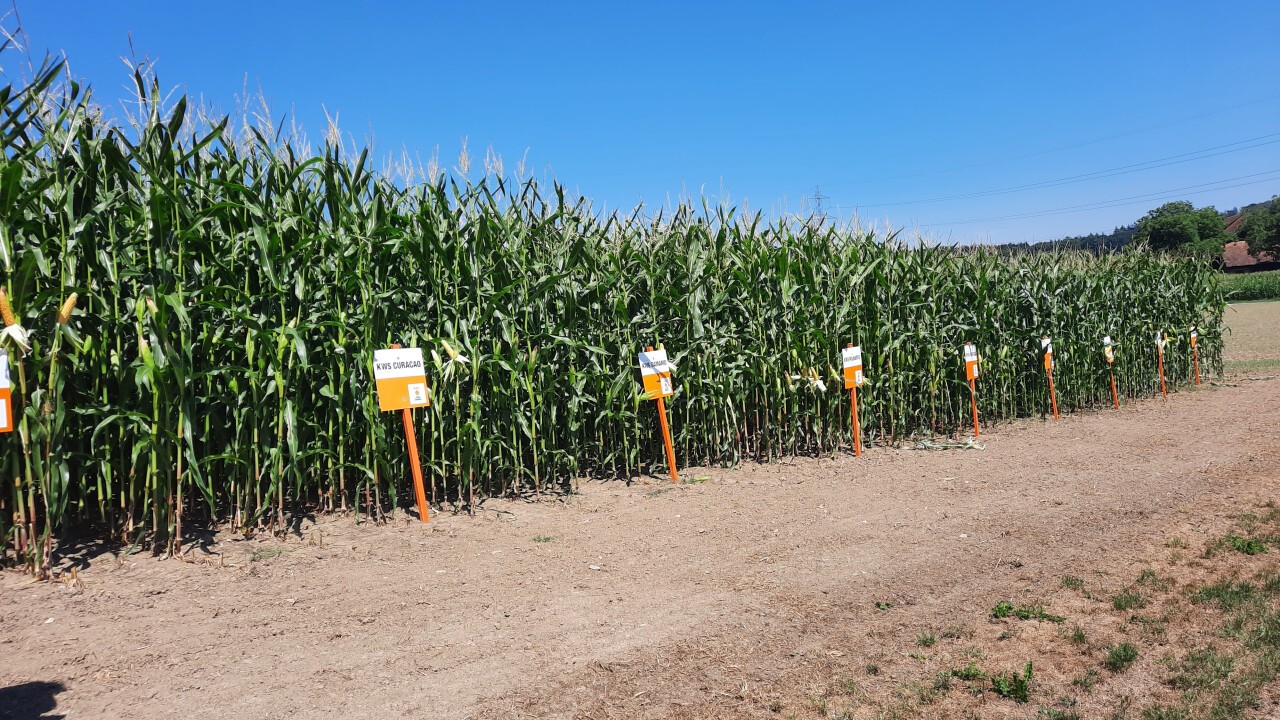 KWS Demofeld