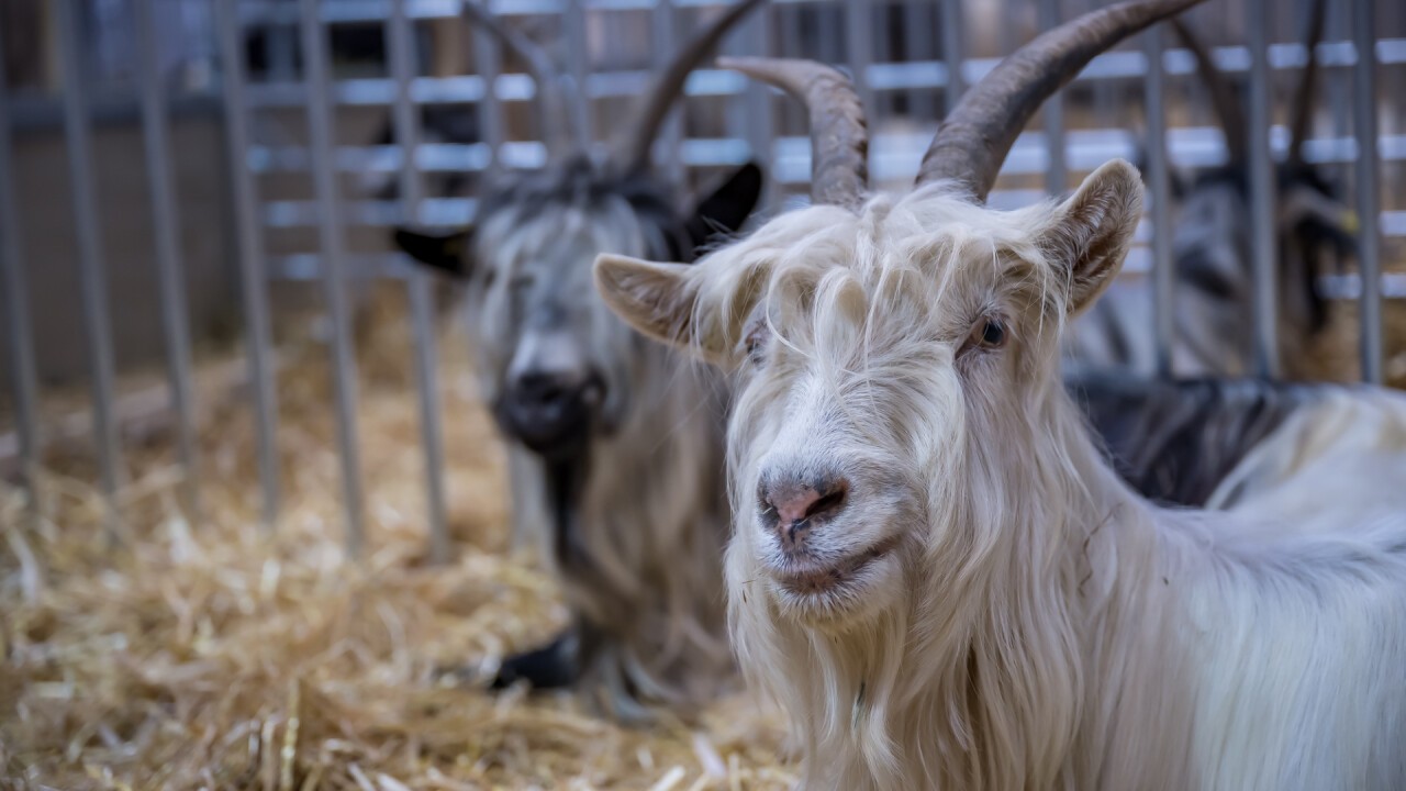 140 Tiere wurden an der Suisse Tier gezeigt.