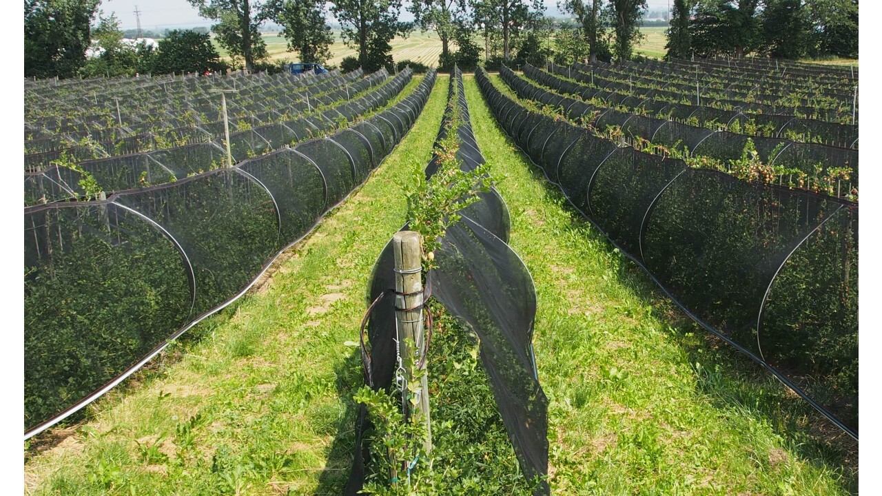 Beeren Beschattung