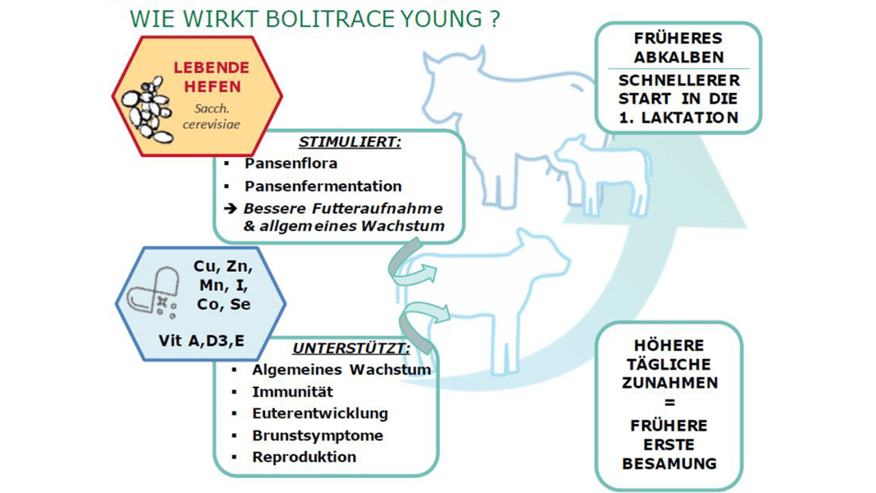 Wirkungsweise Bolitrace Young