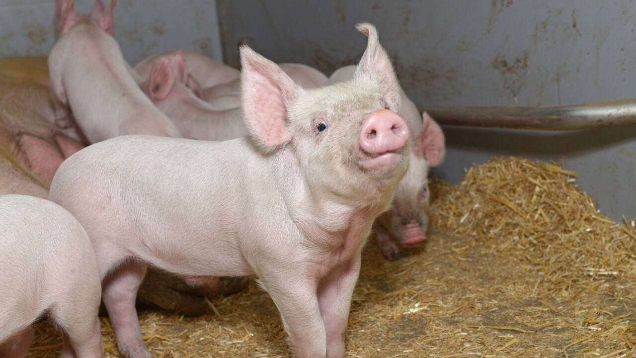 Saugferkel lernen früh fressen mit melior 3100 FirstBite