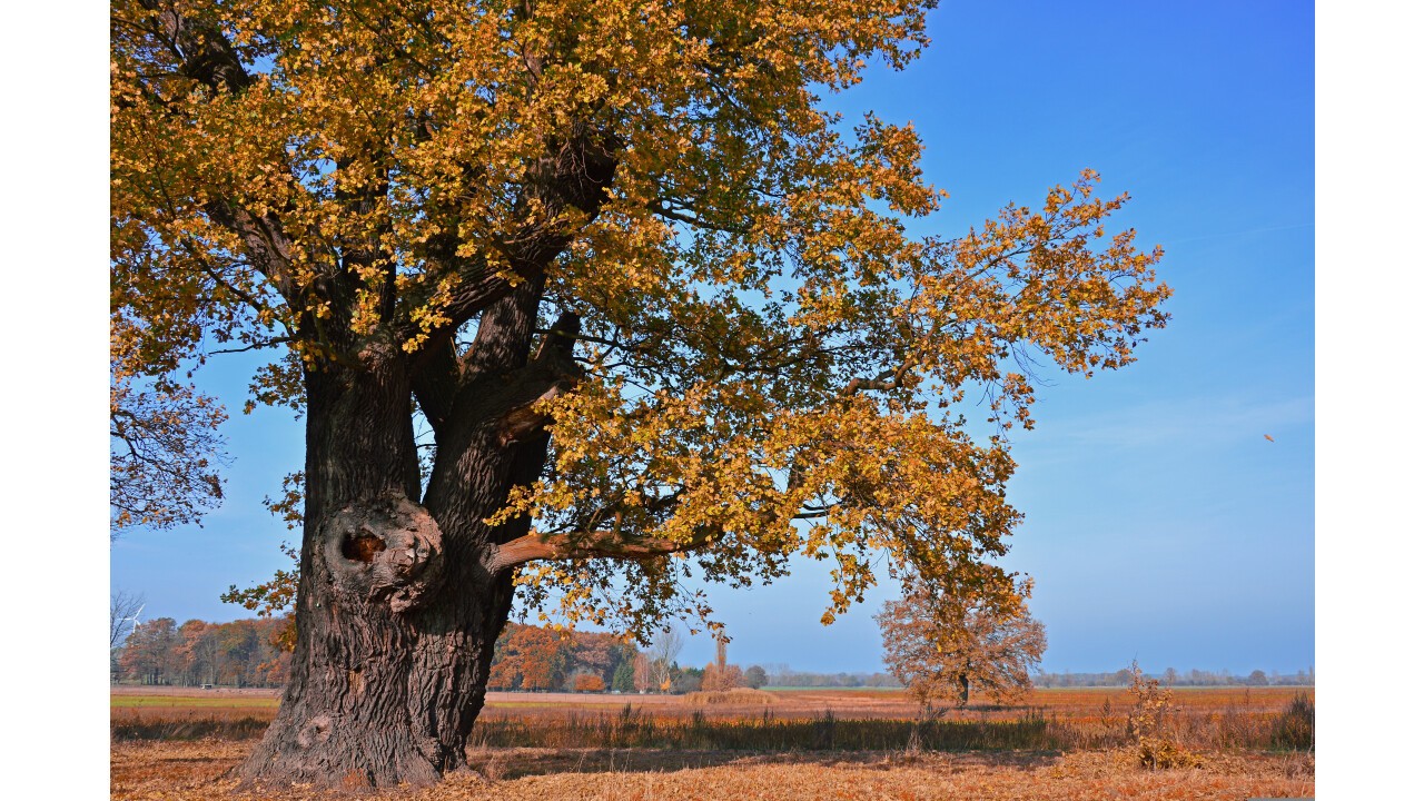 Eichenrinde die geballte Kraft der Natur