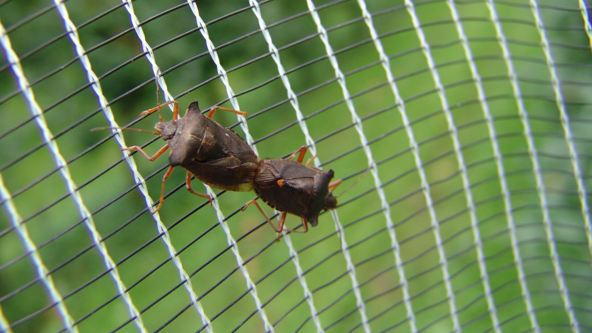 Zwei braune Insekten sitzen eng beieinander auf einem Metalldrahtgeflecht, wobei der grüne Hintergrund durch das Gitter hindurch verschwommen ist.