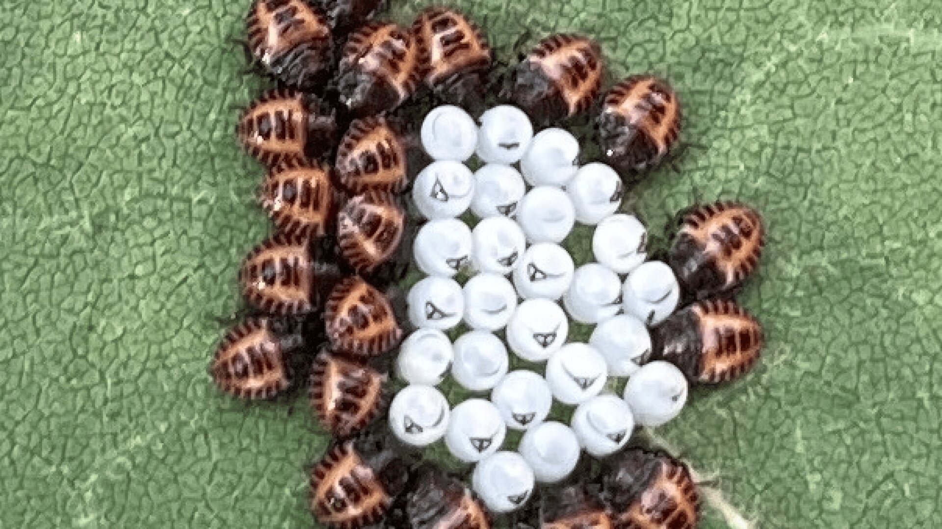 Ein Haufen winziger, schwarz-orange gestreifter Insektennymphen umgibt eine Gruppe weißer Eier mit kleinen schwarzen Flecken, die alle auf einem strukturierten grünen Blatt ruhen.