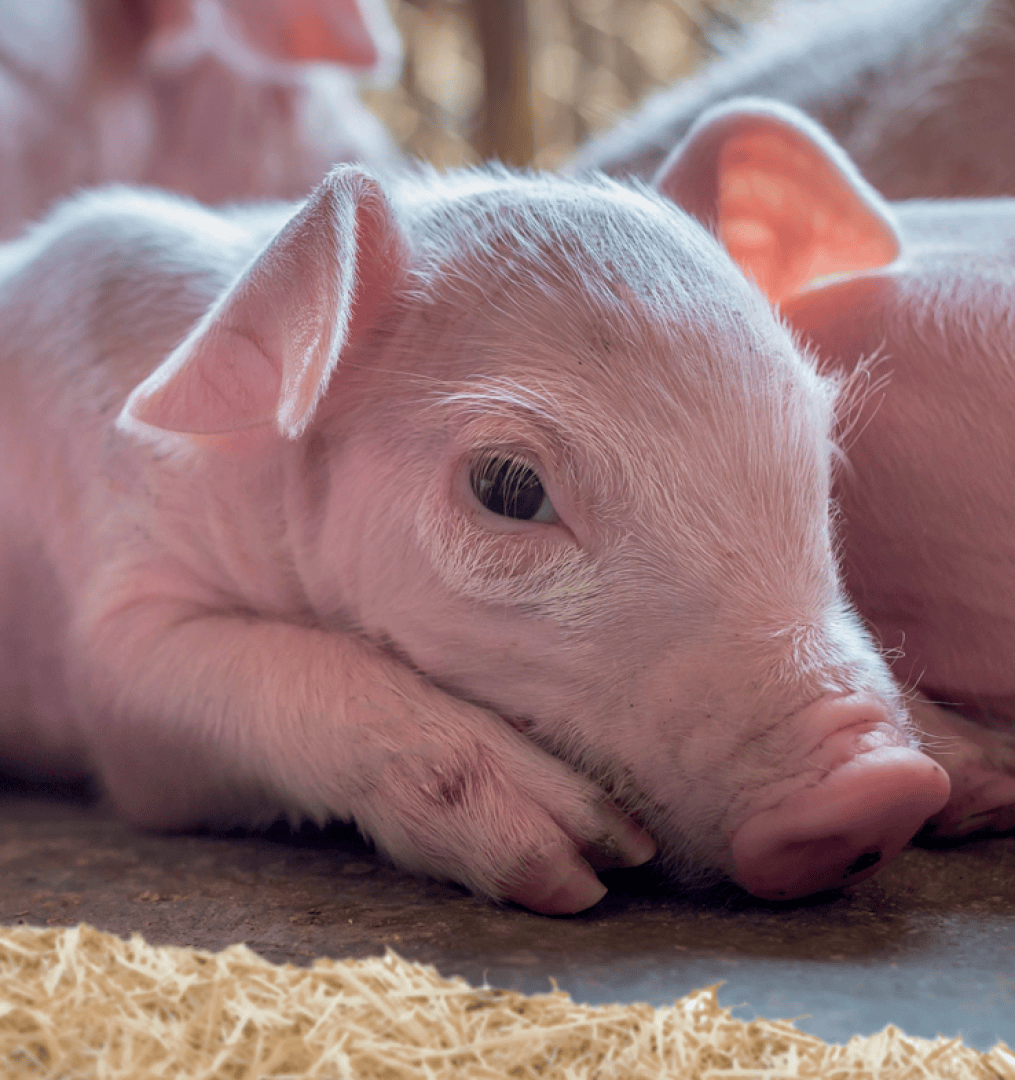 Nahaufnahme eines rosa Ferkels, das auf Stroh liegt und seinen Kopf mit offenen Augen auf dem Boden abstützt. Im Hintergrund sind weitere Ferkel unscharf zu sehen.