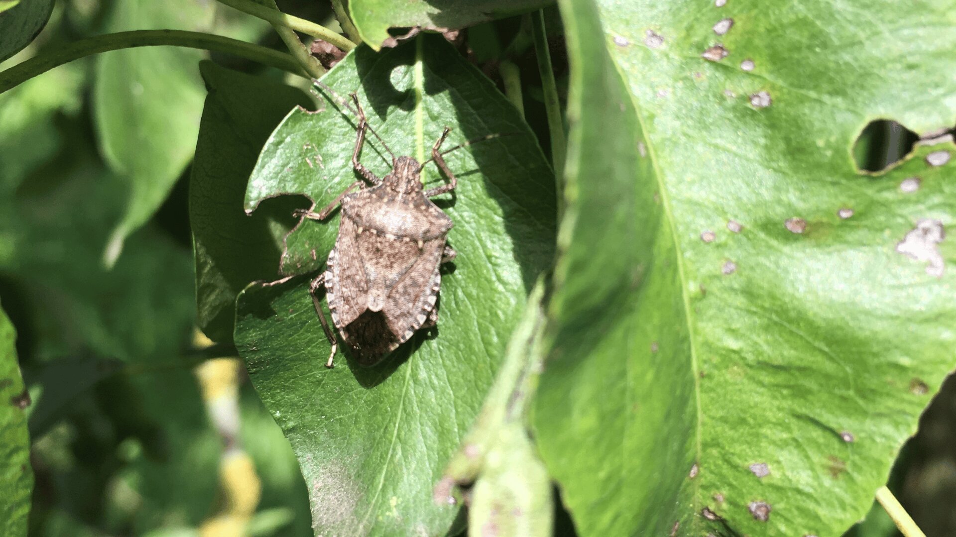 Eine braune Stinkwanze sitzt auf einem grünen Blatt, das von anderen Blättern umgeben ist. Das Sonnenlicht beleuchtet ihren strukturierten Körper und die Blattoberfläche.