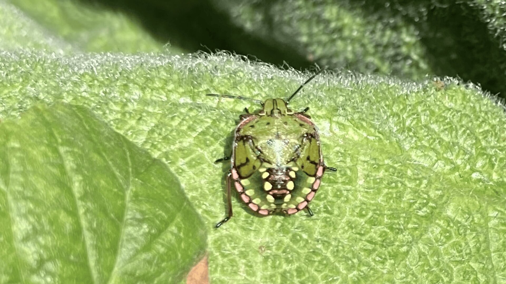 Eine Nahaufnahme einer grünen Stinkwanze mit rosafarbenen Flecken an den Rändern, die auf einem grünen Blatt in hellem Sonnenlicht sitzt.