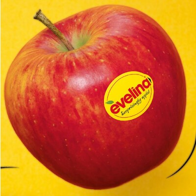 Logo Evelina GmbH