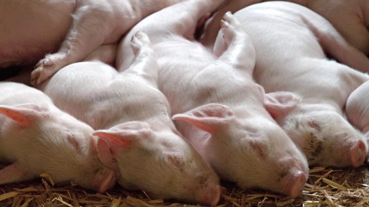 Stärkung des Immunsystems beim Ferkel