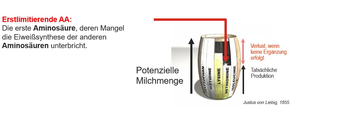 ...die erstlimitierende AS bestimmt das Leistungsniveau. Überschüssiges Eiweiss muss abgebaut werden