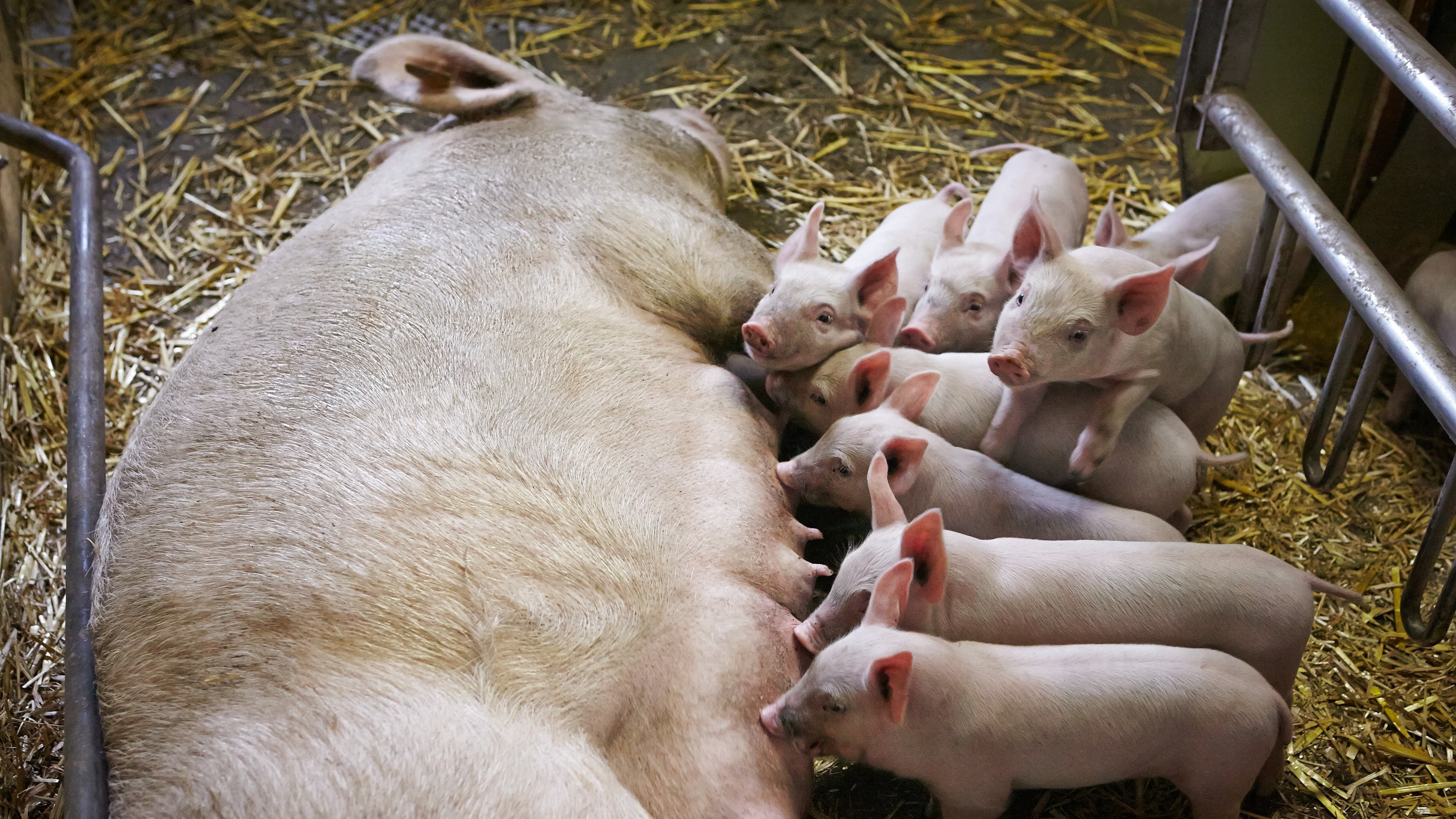 Aktiv-Fruchtbarkeitsmix für Mutterschweine