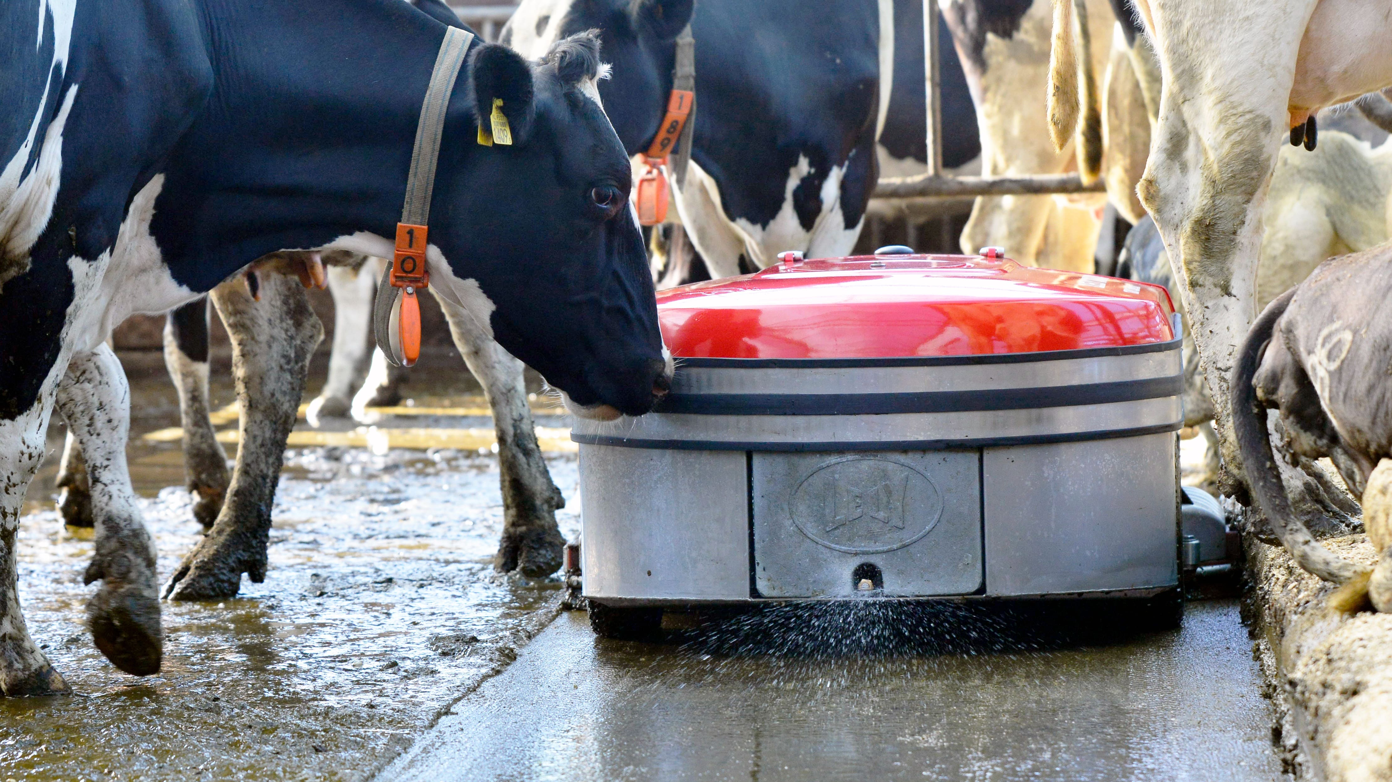 Der Lely Discovery Collector bewegt sich ruhig durch die Herde.