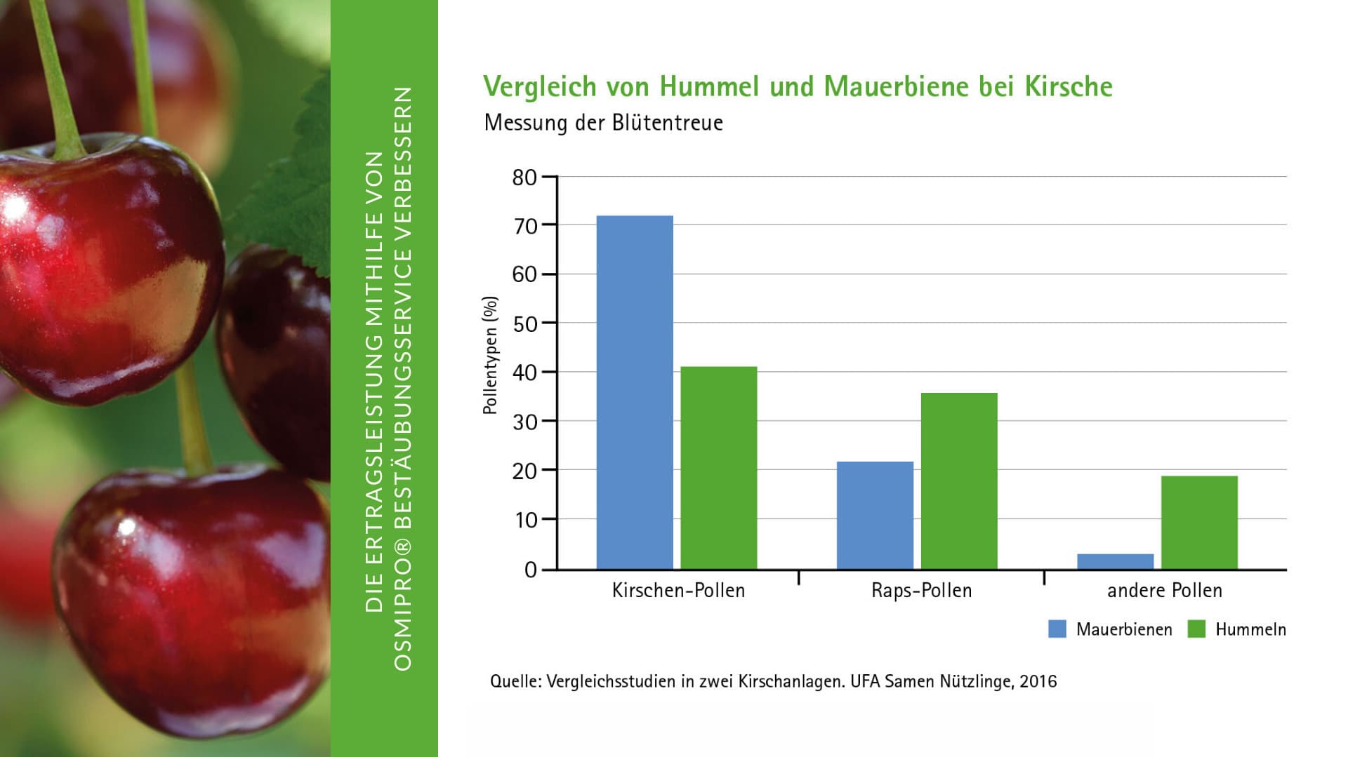 Vergleich von Hummel und Mauerbiene bei Kirsche