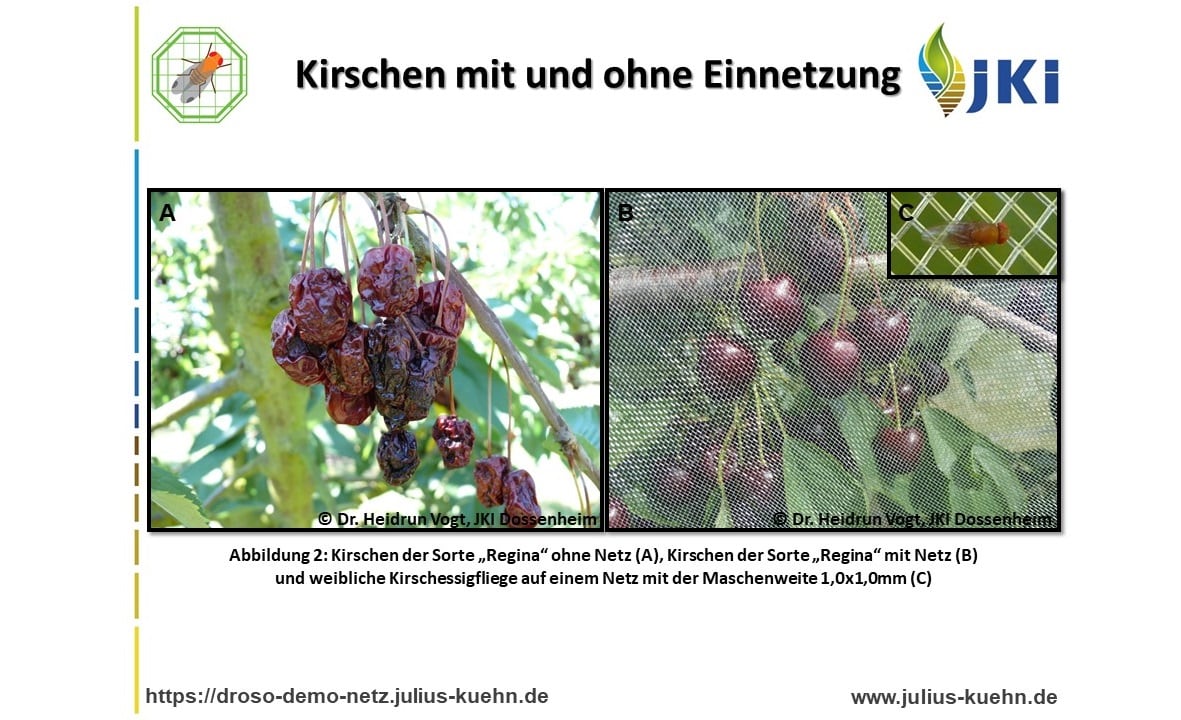 Kirschen mit und ohne Einnetzung