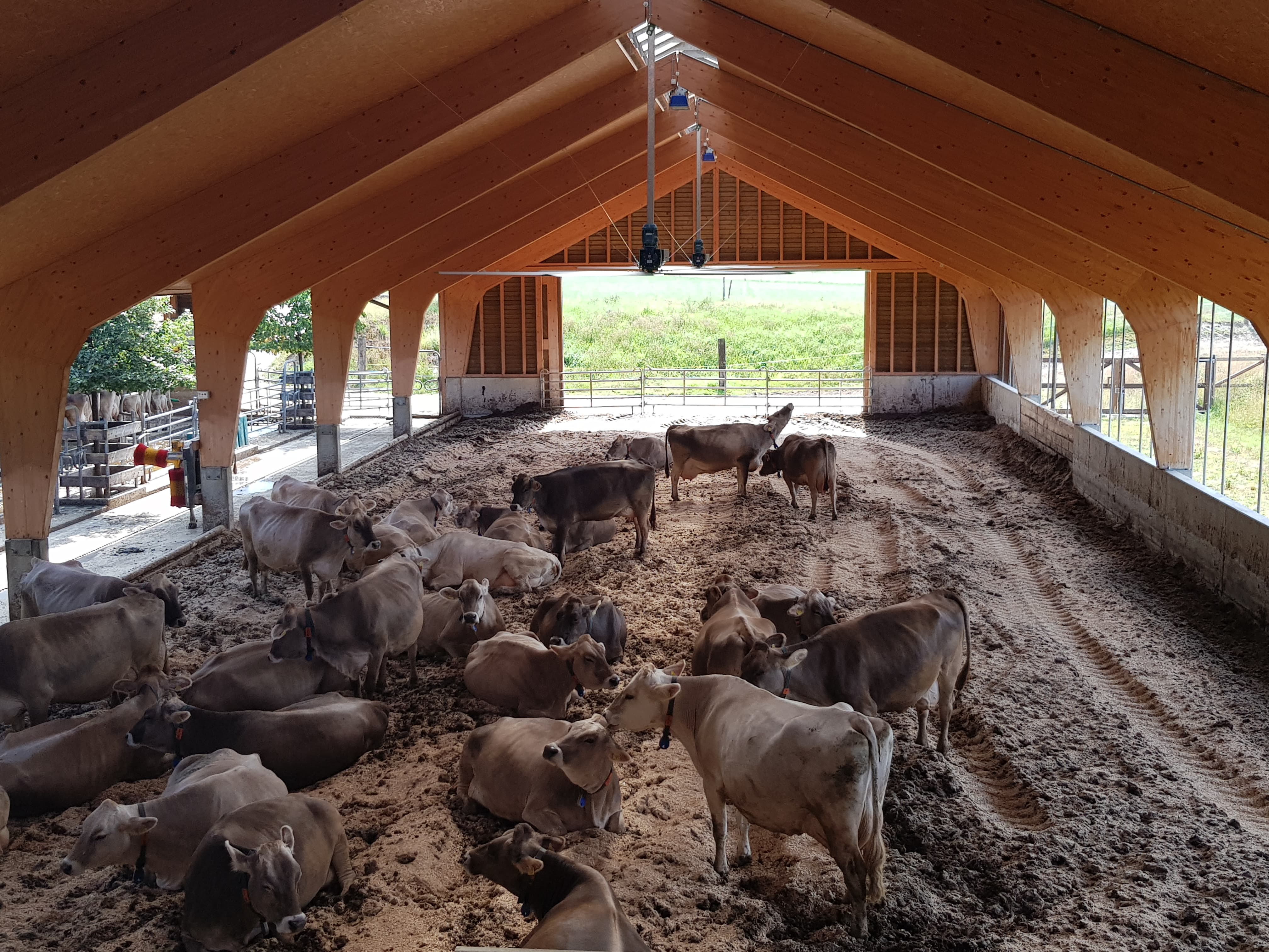 Die Kühe werden relaxter, als der Amagosa Deckengrossventilatoren zu laufen beginnt.