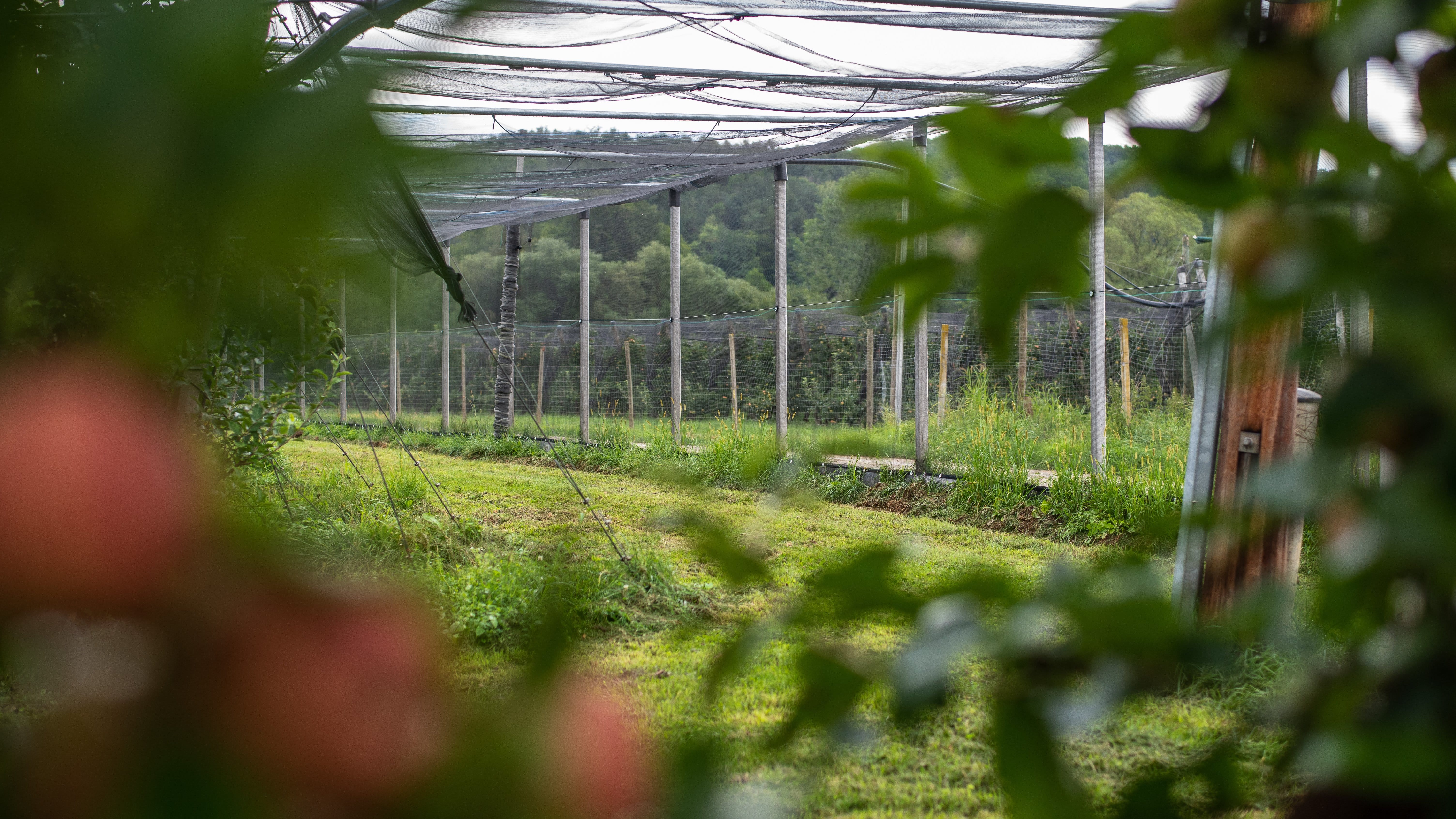 Totaleinnetzung Käfig Volleinnetzung - Fruit Security GmbH