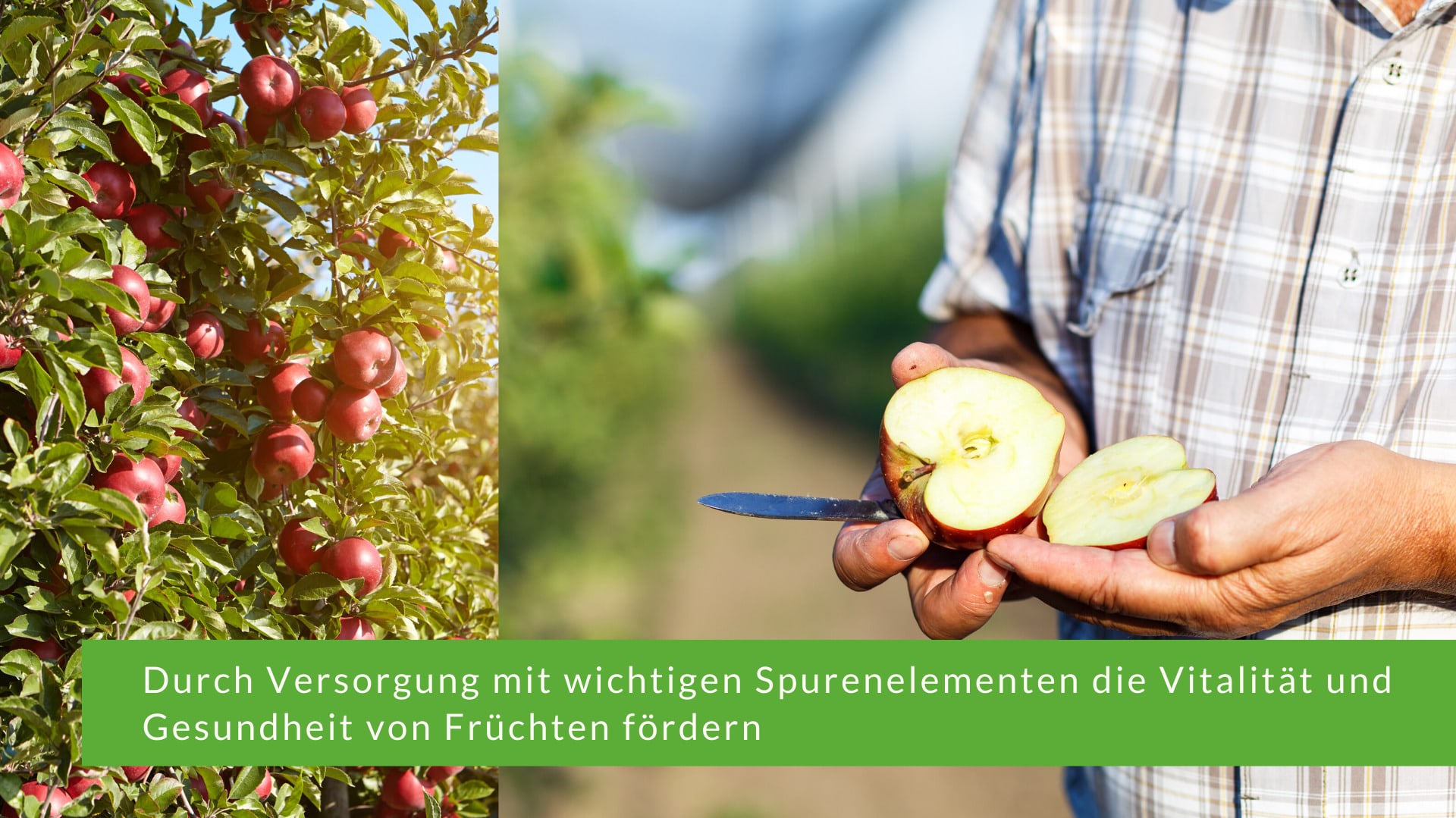 Durch Versorgung mit wichtigen Spurenelementen die Vitalität und Gesundheit von Früchten fördern