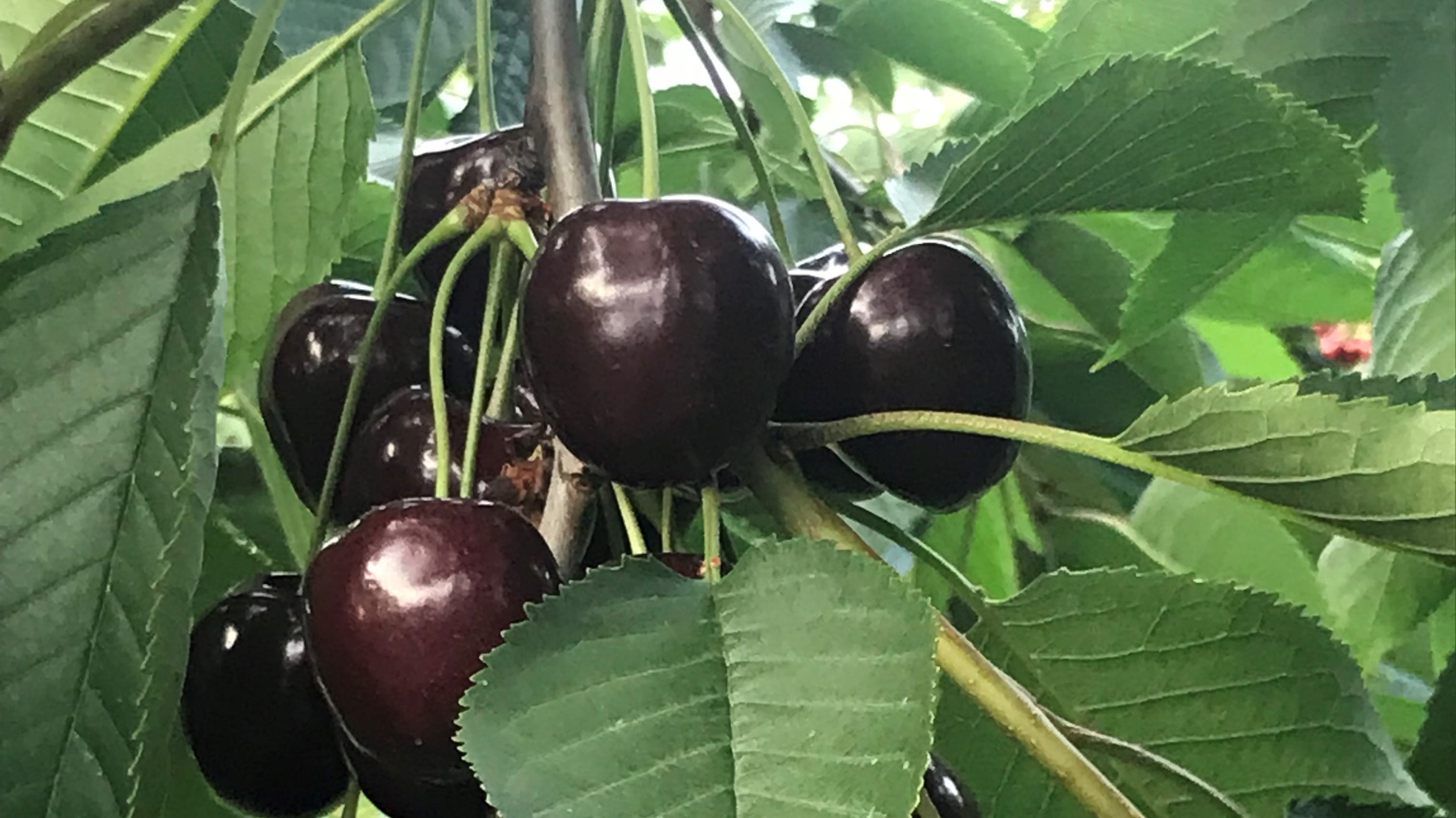 Besonders großfrüchtige Kirschsorten