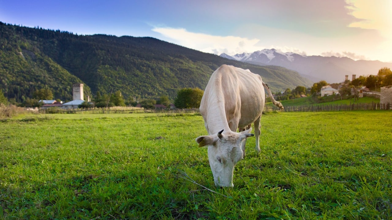 VeO: Weniger Stress = höhere Futteraufnahme = gesündere Tiere