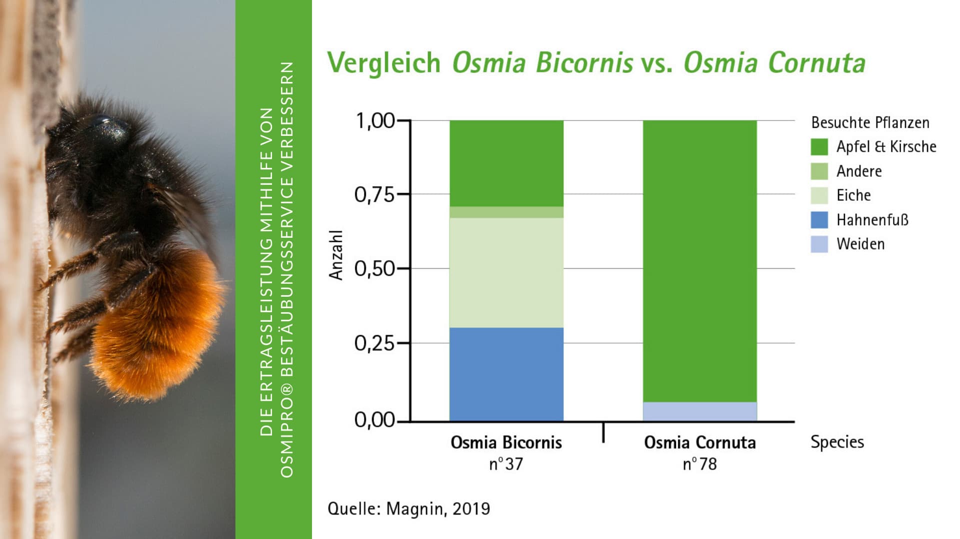 Vergleich Osmia Bicornis vs. Osmia Cornuta