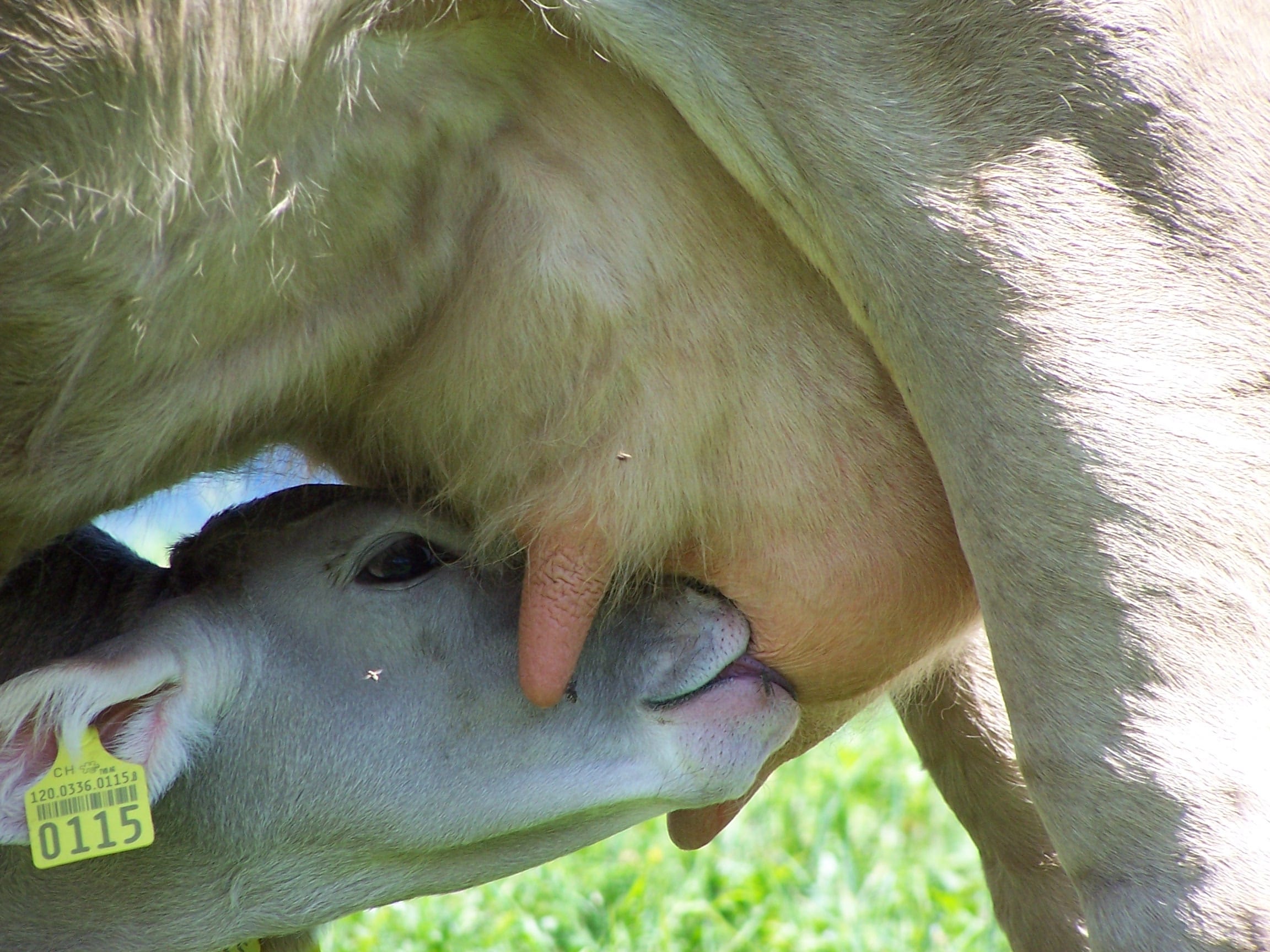 Die Kälber können jederzeit Muttermilch trinken