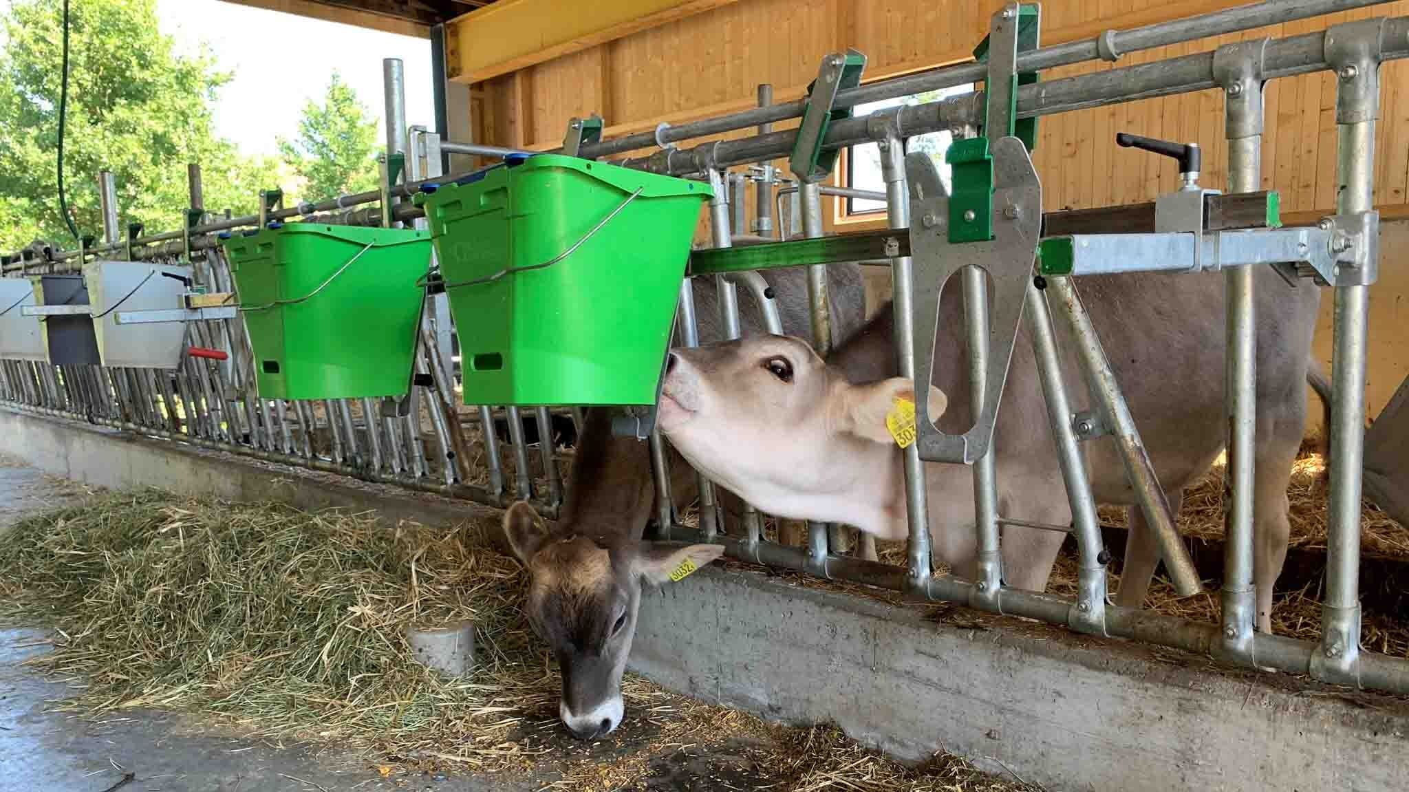 Tränkeeimer Wennemars mit klappbarem Tränkeeimerhalter