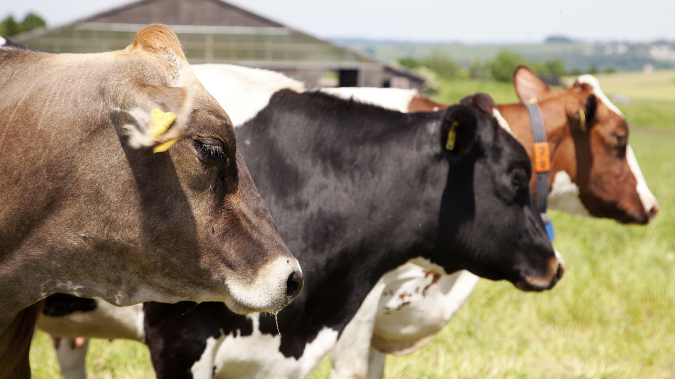 Milchkühe sollten gezielt mit pansenstabilen Aminosäuren versorgt werden...