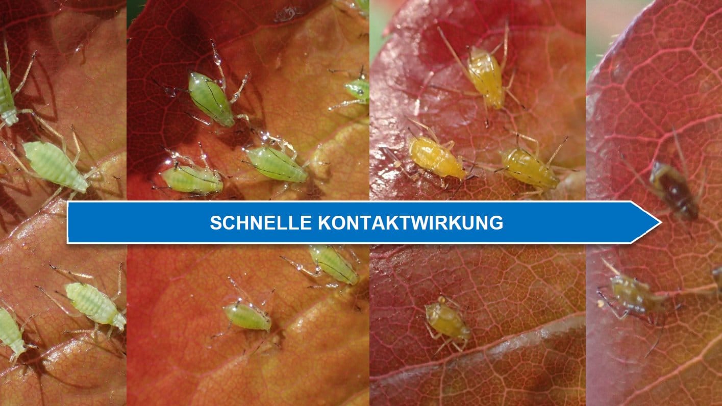 Treatment with ERADICOAT® Green peach aphid (Myzus persicae) on rose