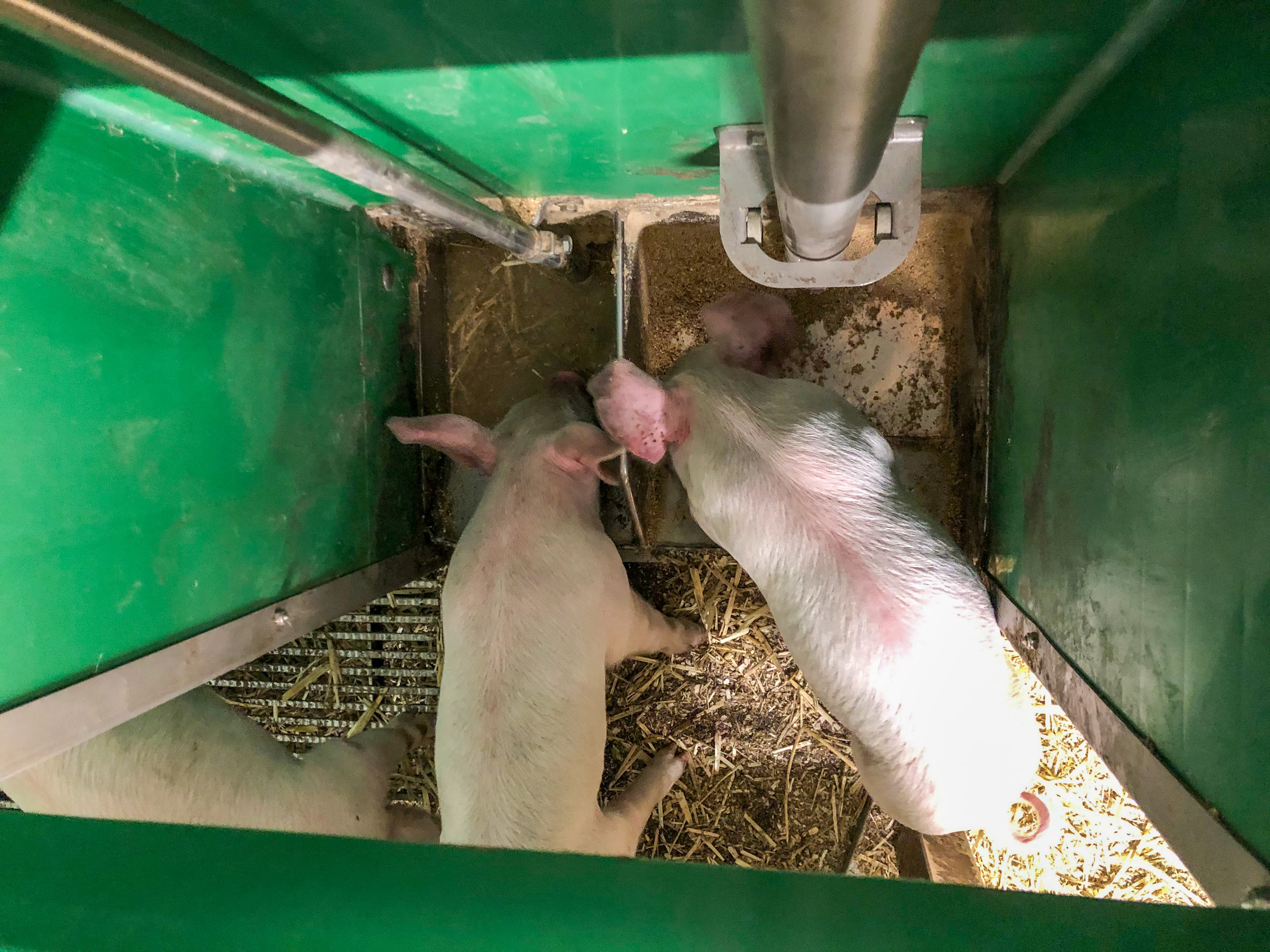 Ferkel erlernen selbstständig das Fressen am MuKimaten