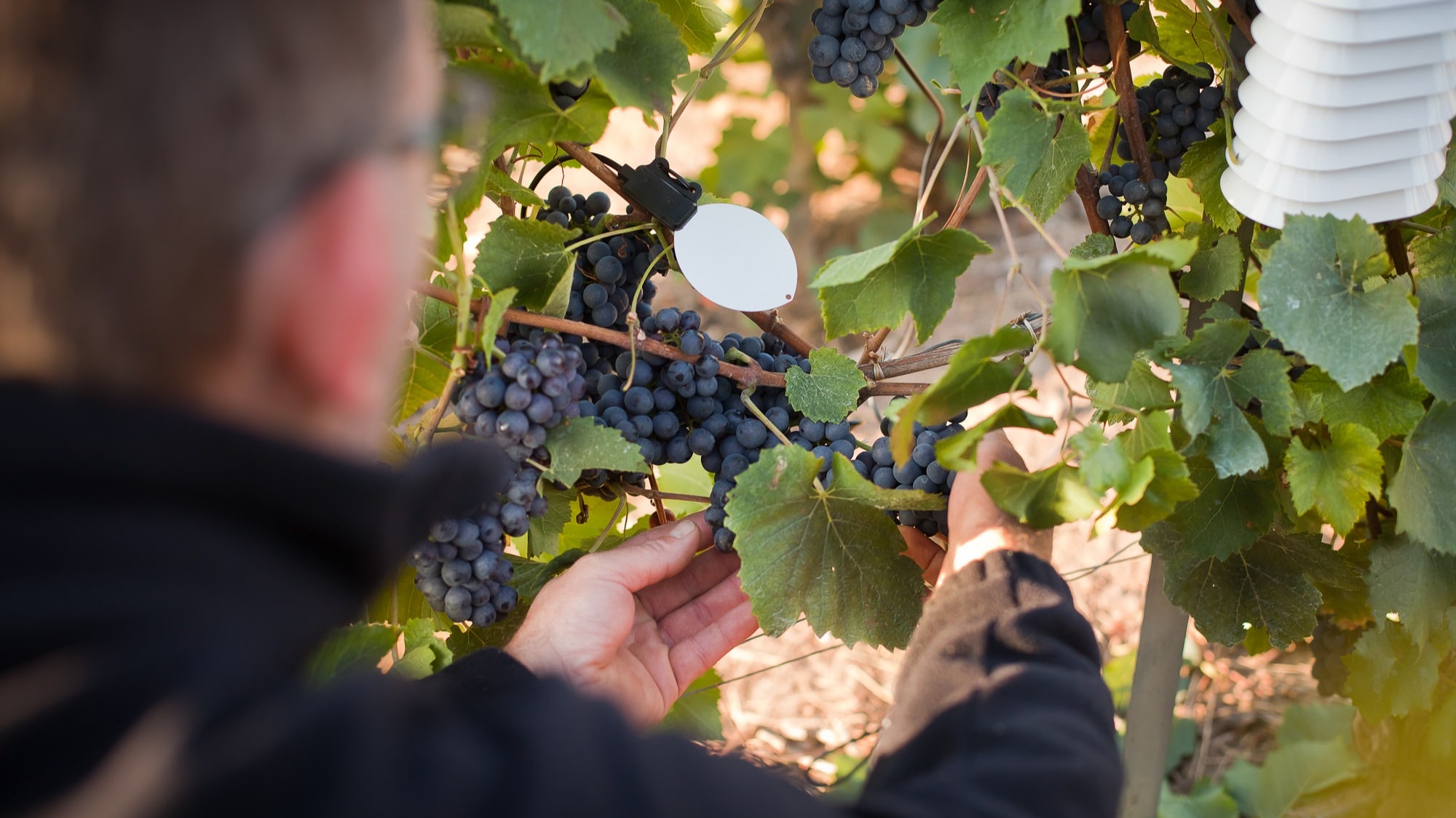 Einsatz des Blattnässesenors im Weinbau